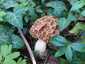 Ízletes kucsmagomba (Morchella esculenta), Budai-hegység
